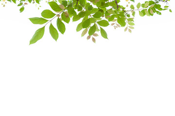 beauty leaves background on white for copy space