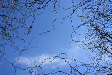 Graceful winding branches Chinese willow without leaves against a blue sky with free space in the middle.