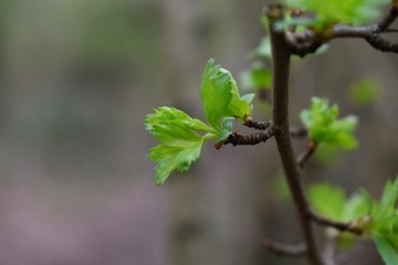 New leaves blooming from a young tree