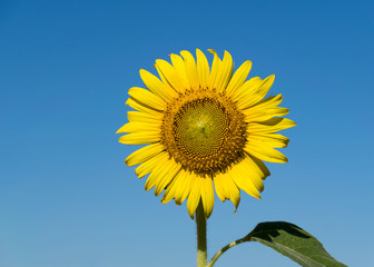 Obraz premium Sunflowers blooming in the farm with blue sky.