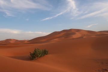 Fototapeta na wymiar desert dune