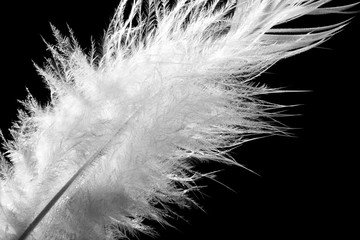 Obraz premium Beautiful white feather on black background