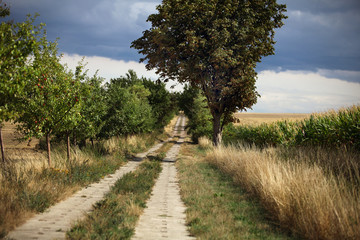 Fototapeta premium Feldweg auf dem Land