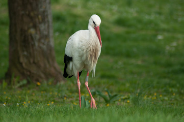 portrait of stork walking on the grass in urban park