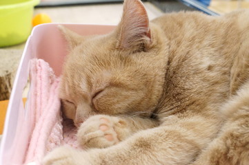 Pet shop cat kitten