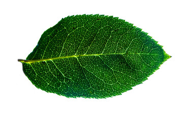 green leaf with translucent streaks