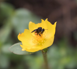 bee on flower