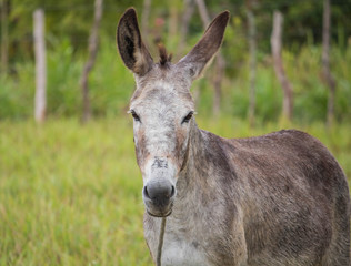 portrait of a donkey