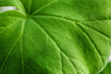 Close-up of a large green leaf of a home plant with veins. Theme for wallpaper or screensaver