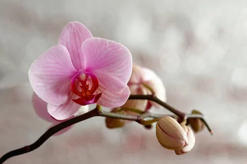 Abwaschbare Fototapete Blühende Orchidee  © hecke71