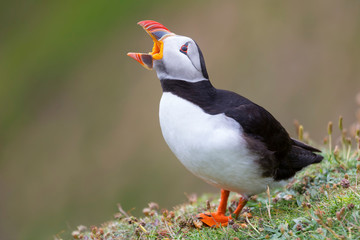 Puffin calling on Shetland Island resting on green grass of sea cliff