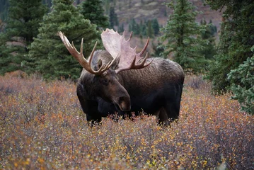 Papier Peint photo Orignal Beautiful wild moose bull in National park Denali in Alaska