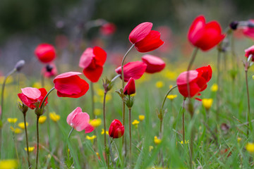 Fototapeta premium red anemone