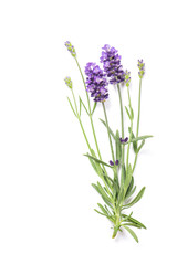 Fototapeta na wymiar Lavender herb flowers isolated white background