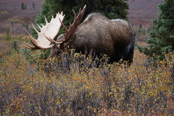 Beautiful wild moose bull in National park Denali in Alaska © Iva