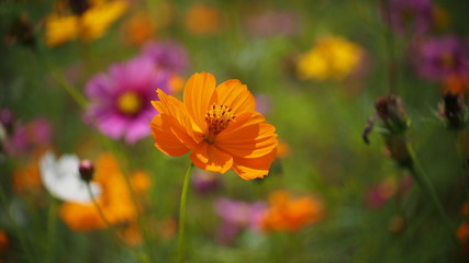 Obraz premium colorful Cosmos