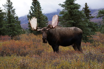 Beautiful wild moose bull in National park Denali in Alaska © Iva