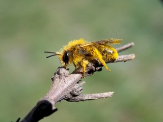 little beetle in yellow pollen