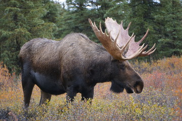 Beautiful wild moose bull in National park Denali in Alaska