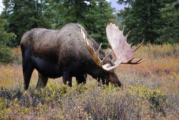 Beautiful wild moose bull in National park Denali in Alaska