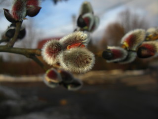 Willow. Buds, spring shoots, spring