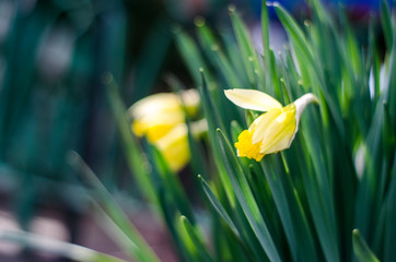 Fototapeta na wymiar Narcissus with rain drops in sunny day