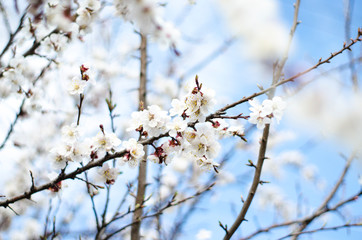 Apricot Blossom on a sprin sunny day