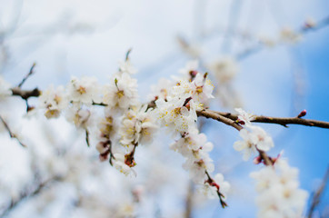 Apricot Blossom on a sprin sunny day