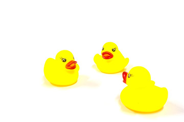 Face to face of yellow rubber duck toy on white background, conversation concept, isolated.