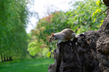 London city / England - May 2014: Squirrel in St. James Park