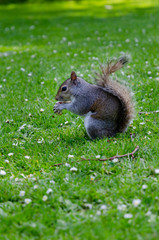 Naklejka na ściany i meble London city / England - May 2014: Squirrel in St. James Park