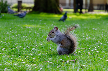 London city / England - May 2014: Squirrel in St. James Park