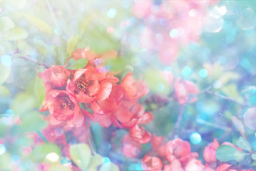 Fototapeta na wymiar Garden blooming flowers on a toned soft background outdoors . Spring summer floral background.