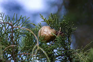 a little pine cone