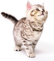 Striped Scottish strKitten of breed Scottish Straight in anticipation of food with a raised face. On a white background.