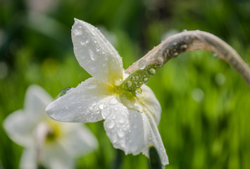 Narcissus with rain drops in sunny day