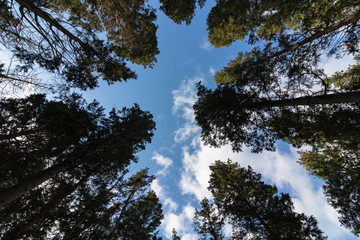 trees from below in a forest