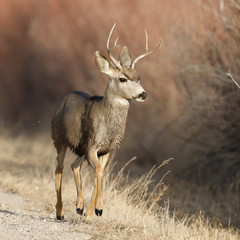 Male Mule Deer (Odocoileus hemionus) - Bosque del Apache National Wildlife Refuge, New Mexico