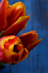 Bouquet of red and yellow tulips against the blue background. Close-up