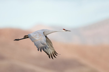 Sandhill Crane in flight - New Mexico