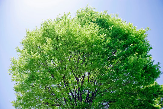 5 297 件の最適な けやきの葉 画像 ストック写真 ベクター Adobe Stock
