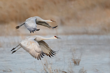 Fototapeta na wymiar Sandhill Cranes taking flight - New Mexico