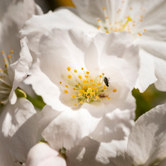 Tiny bugs feeding on a white flower of a Japanese cherry tree Prunus 'Tai-haku' in spring.