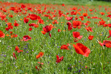 Poppy fields, Castelvecchio Pascoli, Barga, Italy