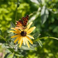 A European Comma butterfly (Polygonia c-album) on a yellow Rudbeckia flower on a sunny day.
