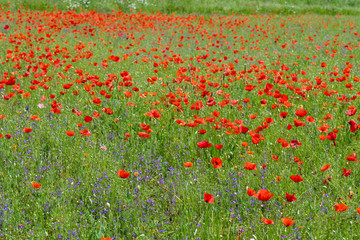 Poppy fields