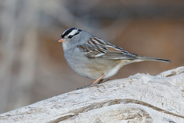 White-crowned Sparrow perched on a log - New Mexico