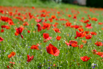 Fototapeta na wymiar Poppy fields, Castelvecchio Pascoli, Barga, Italy