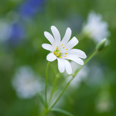 A single flower of Greater Stitchwort (Stellaria holostea) in an English woodland, springtime.