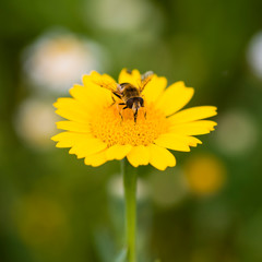 A hoverfly feeding on a corn marigold flower.